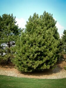 Сосна Чёрная (Pinus Nigra) купить по цене от 270.00р. в интернет-магазине «Посадика» с доставкой почтой в в Гайе и по всей России – [изображение №1].