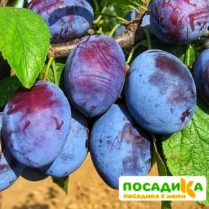 Слива Чачакская ранняя купить по цене от 229.00р. в интернет-магазине «Посадика» с доставкой почтой в в Гайе и по всей России – [изображение №1].