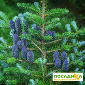 Пихта корейская (Abies koreana) купить по цене от 450.00р. в интернет-магазине «Посадика» с доставкой почтой в в Гайе и по всей России – [изображение №1].