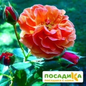 Роза Арабия купить по цене от 350.00р. в интернет-магазине «Посадика» с доставкой почтой в в Гайе и по всей России – [изображение №1].