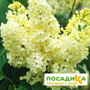 Сирень Примроуз (Primrose) купить по цене от 529.00р. в интернет-магазине «Посадика» с доставкой почтой в в Гайе и по всей России – [изображение №1].