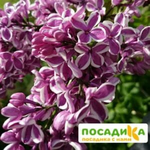 Сирень Сенсация купить по цене от 529.00р. в интернет-магазине «Посадика» с доставкой почтой в в Гайе и по всей России – [изображение №1].