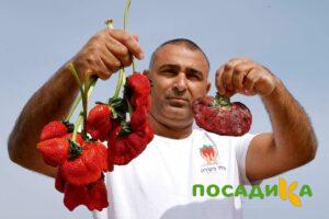 Клубника Гигант Джорнея купить по цене от 266р. в интернет-магазине «Посадика» с доставкой почтой в в Гайе и по всей России – [изображение №1].