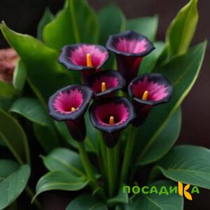 Калла Аура Лейс купить по цене от 400р. в интернет-магазине «Посадика» с доставкой почтой в в Гайе и по всей России – [изображение №1].