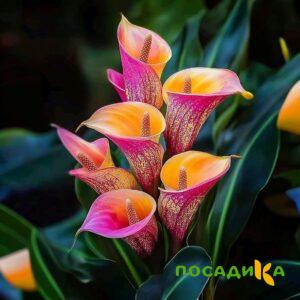 Калла Оникс купить по цене от 450р. в интернет-магазине «Посадика» с доставкой почтой в в Гайе и по всей России – [изображение №1].