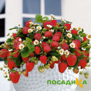 Клубника Рубиновый Шепот (горшечная) купить по цене от 240р. в интернет-магазине «Посадика» с доставкой почтой в в Гайе и по всей России – [изображение №1].