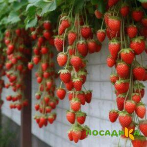 Клубника вьющаяся Комплимент купить по цене от 470р. в интернет-магазине «Посадика» с доставкой почтой в в Гайе и по всей России – [изображение №1].