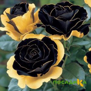 Роза Ханни Сикл купить по цене от 700р. в интернет-магазине «Посадика» с доставкой почтой в в Гайе и по всей России – [изображение №1].