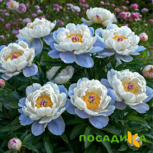 Пион акварельный Этюд купить по цене от 806р. в интернет-магазине «Посадика» с доставкой почтой в в Гайе и по всей России – [изображение №1].