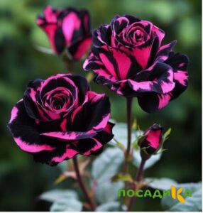 Роза Багровый Шепот купить по цене от 366р. в интернет-магазине «Посадика» с доставкой почтой в в Гайе и по всей России – [изображение №1].