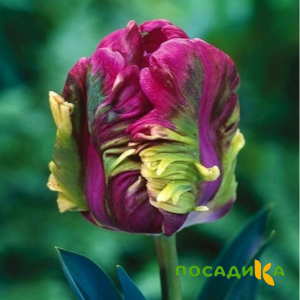 Тюльпан Экзотик Хэвен купить по цене от 186р. в интернет-магазине «Посадика» с доставкой почтой в в Гайе и по всей России – [изображение №1].