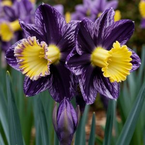 Нарцисс Акропоис купить по цене от 382р. в интернет-магазине «Посадика» с доставкой почтой в в Гайе и по всей России – [изображение №1].